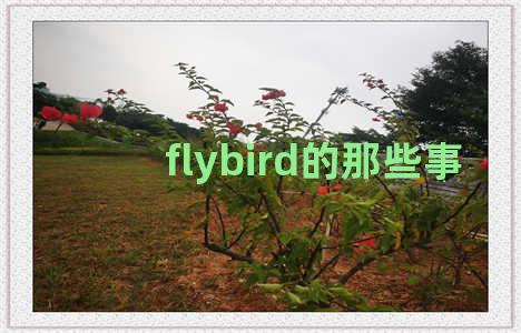 flybird的那些事