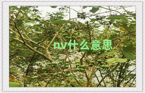 nv什么意思