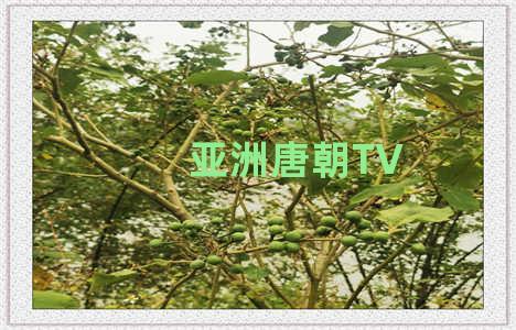 亚洲唐朝TV